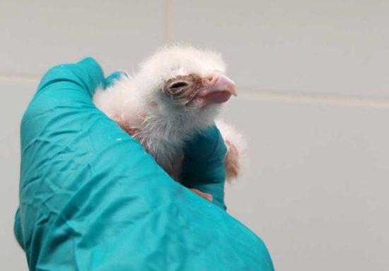 Il pulcino di falco lanario