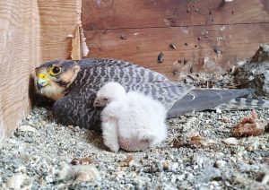 Il pulcino di falco lanario