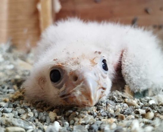 Il pulcino di falco lanario