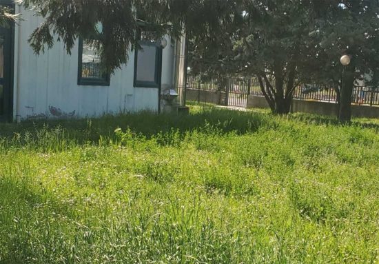 Viterbo - Erba alta nei giardini delle scuole