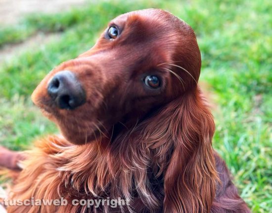Il cane Eden