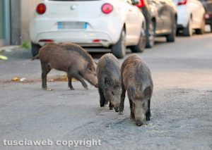 Viterbo - Cinghiali in via Pasubio