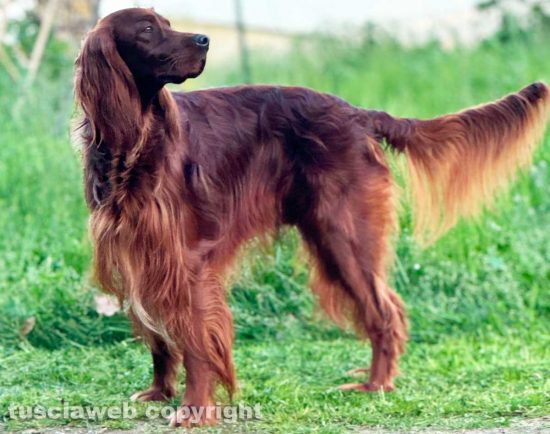 Il cane Eden