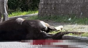 San Lorenzo Nuovo - Furgone si scontra con un cavallo