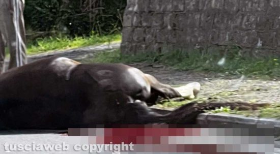 San Lorenzo Nuovo - Furgono si scontra con un cavallo