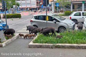 Viterbo - Branco di cinghiali in via Genova