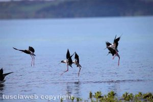 Capodimonte - I cavalieri d'Italia al lago di Bolsena