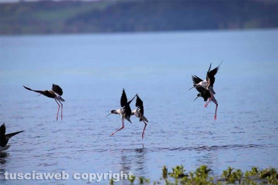 Capodimonte - I cavalieri d'Italia al lago di Bolsena