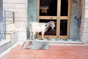 Viterbo - Una capra in via Dalmazia