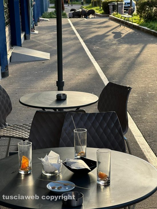 Viterbo - Branco di cinghiali rovista tra i cassonetti in via Genova, allarme tra i passanti e clienti dei barViterbo - Branco di cinghiali rovista tra i cassonetti in via Genova, allarme tra i passanti e clienti dei bar