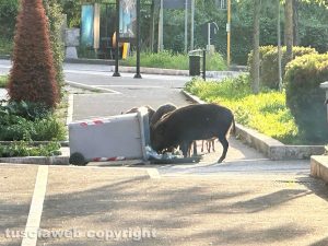 Viterbo - Branco di cinghiali rovista tra i cassonetti in via Genova