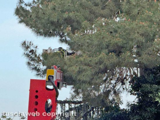 Viterbo - Pino pericolante in viale Bruno Buozzi, intervento dei vigili del fuoco