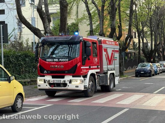 Viterbo - Pino pericolante in viale Bruno Buozzi, intervento dei vigili del fuoco