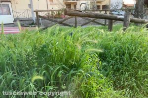 Viterbo - Erba alta a Tobia