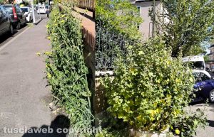Viterbo - Erbacce in via Cattaneo e in via Bainsizza