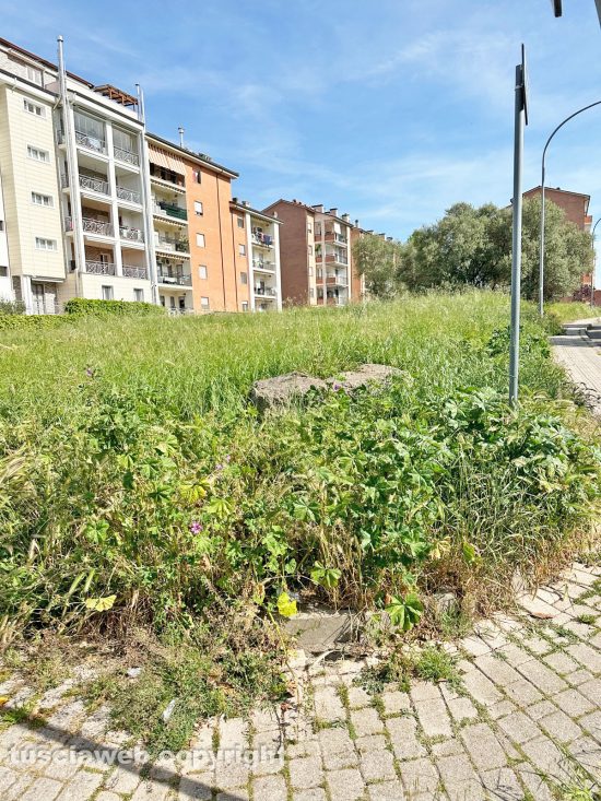 Viterbo - Abbandono aree verdi nel quartiere di Santa Barbara e zone limitrofeViterbo - Abbandono aree verdi nel quartiere di Santa Barbara e zone limitrofe