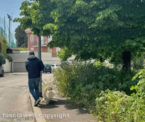 Viterbo - Erba alta in via Castello Almadiano