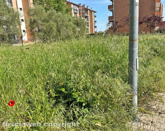 Viterbo - Abbandono aree verdi nel quartiere di Santa Barbara e zone limitrofe