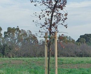 Tarquinia - Lecci secchi al lido