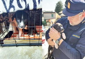 Milano - Cuccioli in gabbia