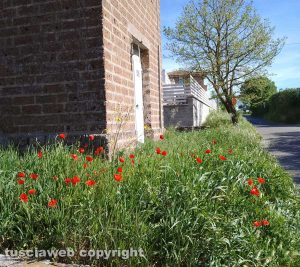 Viterbo - Erba alta vicino alla cabina Enel in strada Capretta