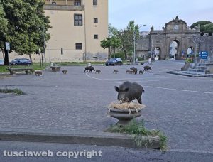 Viterbo - Cinghiali a piazza della Rocca