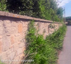 Viterbo - Erba alta in strada Respoglio
