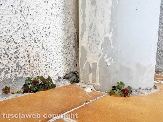 Vetralla - Le piantine che crescono sul balcone di Mario Principi