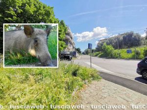 Viterbo - Cinghiali all'Ellera