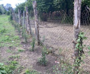 Caprarola - "Fascia tampone" sulle coltivazioni di nocciolo