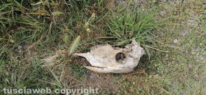 Capodimonte - Teschio animale sul lungolago