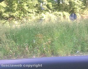 Erba alta superstrada all'uscita di Bomarzo