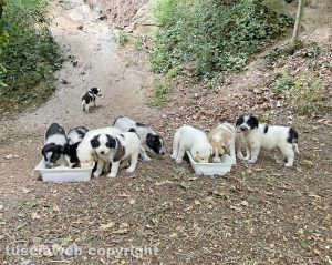 Vignanello - I cuccioli randagiVignanello - I cuccioli randagi