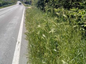 Gallese - Erba alta