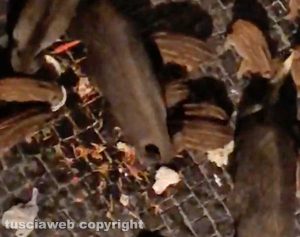 Viterbo - Famiglia di cinghiali in via del Pavone