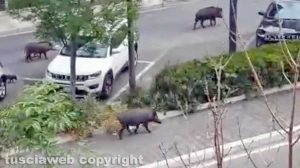 Viterbo - Cinghiali in corteo lungo via Genova