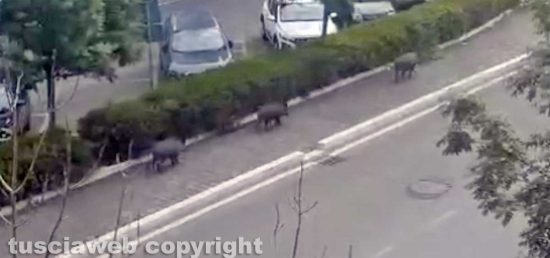 Viterbo - Cinghiali in corteo lungo via Genova