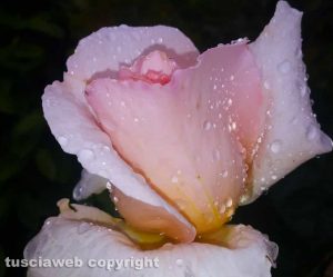 Rosa