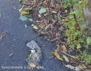 Viterbo - Sporcizia, abbandono ed erbacce in viale Bruno Buozzi e strade limitrofe