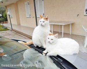 Viterbo - Gatti uccisi dai cinghiali in strada Costa Volpara