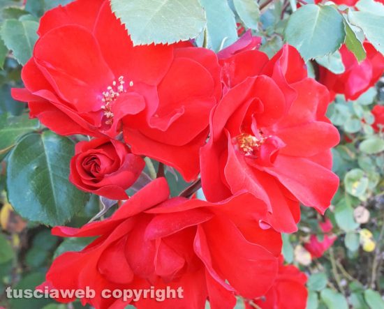 Rosa