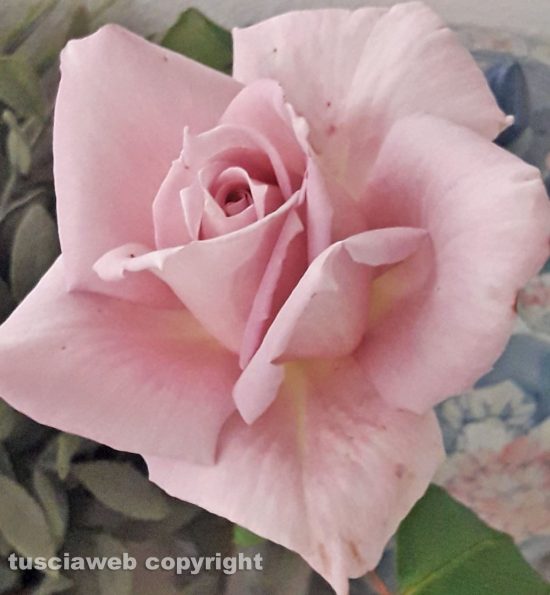 Rosa