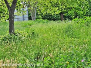 Viterbo - Erba alta nel piazzale davanti alla piscina comunale