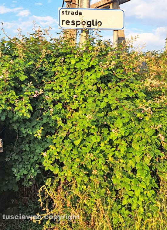 Viterbo - Buche e vegetazione in strada Respoglio 