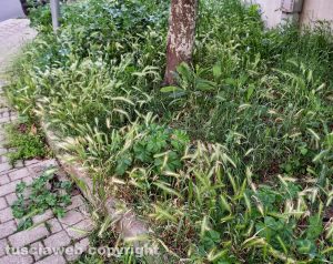 Viterbo - Erba alta in via Raffaello a Santa Barbara