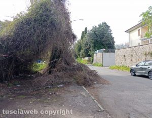 Viterbo - Ramaglie in via De Gasperi