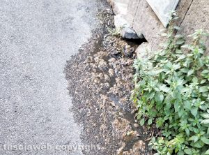 Viterbo - In via Pietro Vanni del liquame che fuoriesce da una fogna