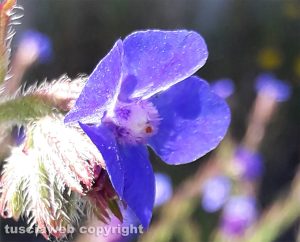 Fiore di campo