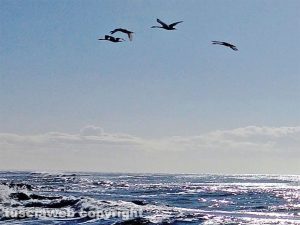 Cerveteri - Cigni in volo sul mare
