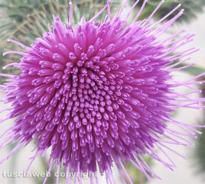 Fiore di cardo
